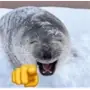 🦭