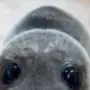 Эмодзи Морской котик