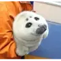 Эмодзи Морской котик