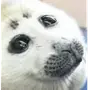 Эмодзи Морской котик