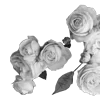 🌹