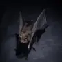Эмодзи Летучие мыши