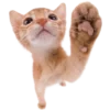 🐱