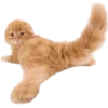 🐱