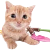 🐱