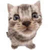 🐱