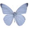 🦋