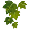 🌿