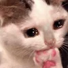 🥺