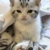 Эмодзи paired cats