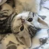 Эмодзи paired cats