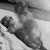 Эмодзи silly cats