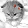 Эмодзи silly cats