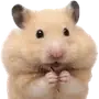 🐹