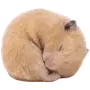 🐹