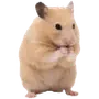Эмодзи silly hamsters