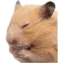 Эмодзи silly hamsters