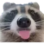 Эмодзи Raccoons