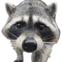 Эмодзи Raccoons