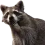 Эмодзи Raccoons