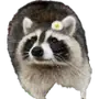 Эмодзи Raccoons