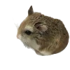?