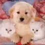 Эмодзи собаки и котики