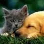 Эмодзи собаки и котики