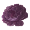 🌺