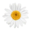🌷