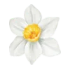 🌷