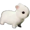 🐰