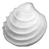 🐚