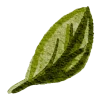 🍃