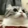 Эмодзи test cats
