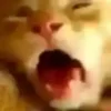 Эмодзи test cats