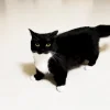 Эмодзи Uni Cat