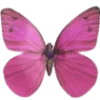 🦋