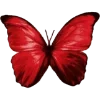 🦋