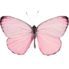 🦋