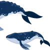 🐋