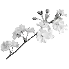 🌸