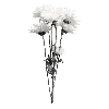 Эмодзи White Black Core