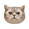 🐱