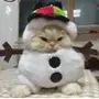 Эмодзи новогодние коты