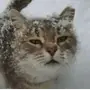 Эмодзи новогодние коты