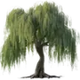 🌳